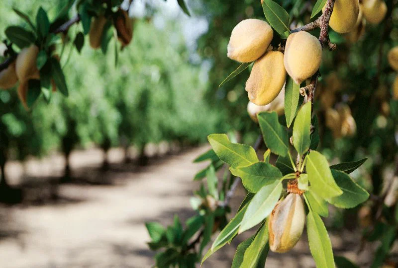 بهترین کود برای درخت بادام