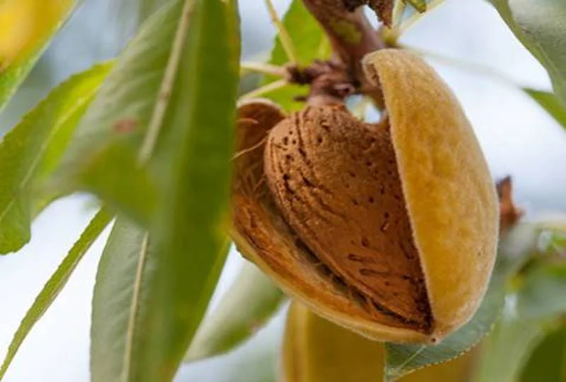 بهترین کود برای درخت بادام