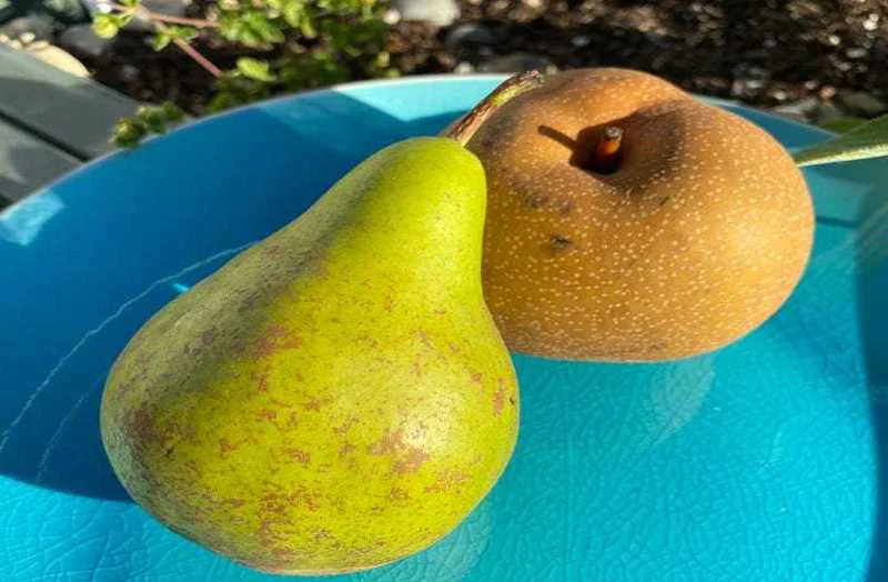 تفاوت گلابی بیروتی و اسپادانا