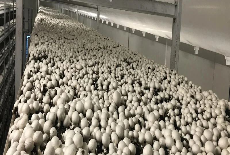 فن سیرکوله سالن قارچ