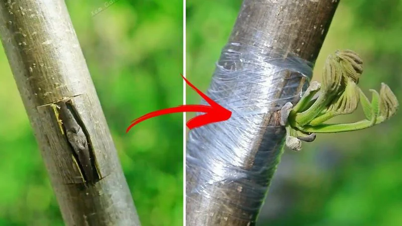 پیوند درخت گردو در تابستان