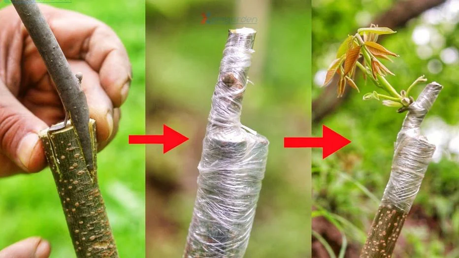 پیوند درخت گردو در تابستان