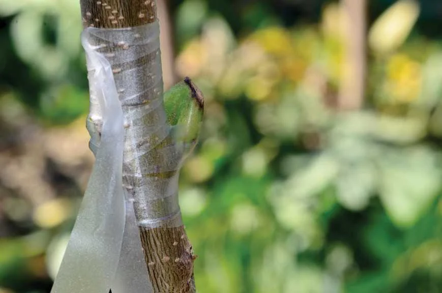 پیوند درخت گردو در تابستان