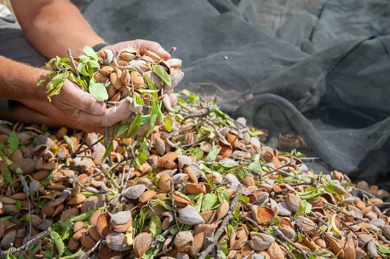 کاشت بادام با پوست