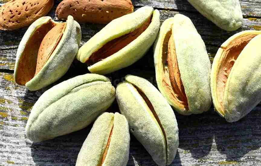 کاشت بادام با پوست