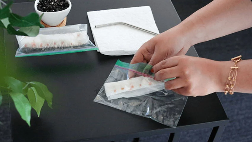 کاشت گردو در گلدان