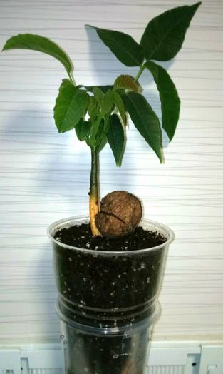 کاشت گردو در گلدان