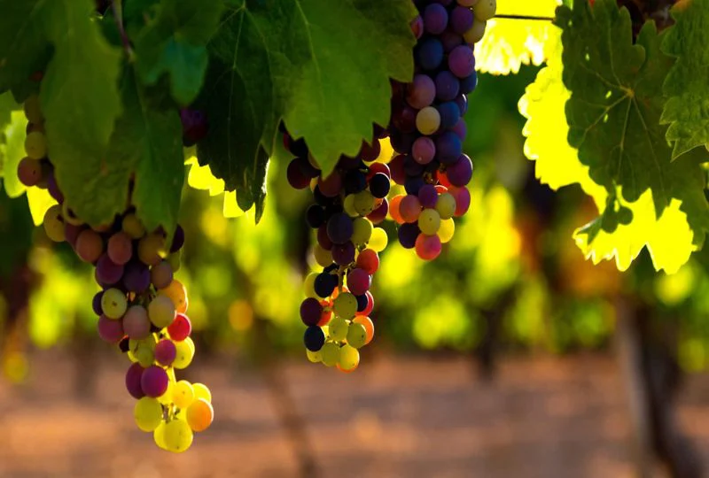 چگونه درخت انگور را پربار کنیم؟