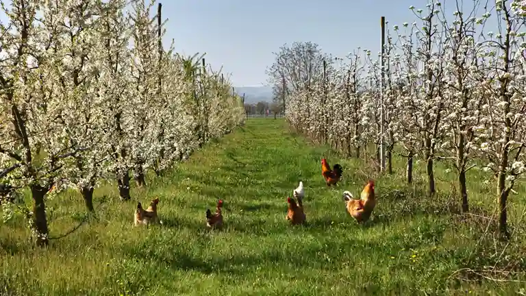 کود مرغی برای درخت بادام
