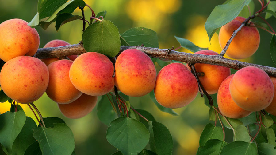 بهترین کود برای درختان میوه