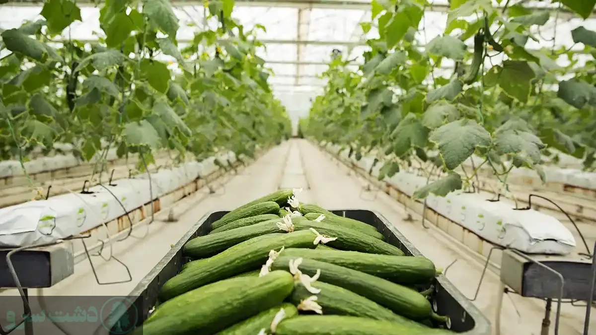 صفر تا صد کشت خیار گلخانه ای