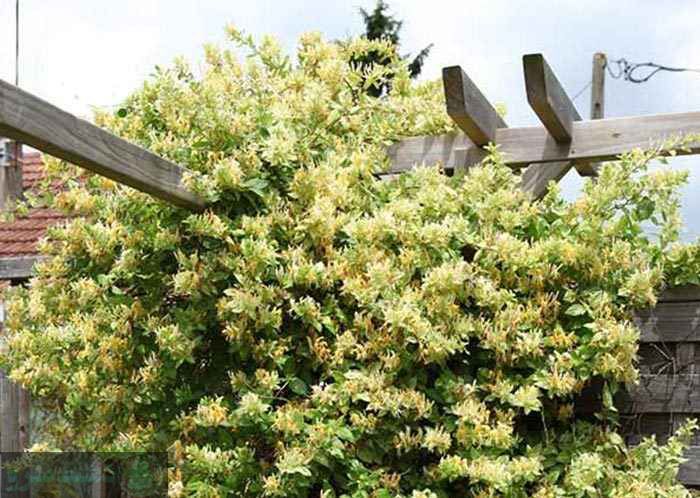 گیاهان رونده همیشه سبز مقاوم به گرما