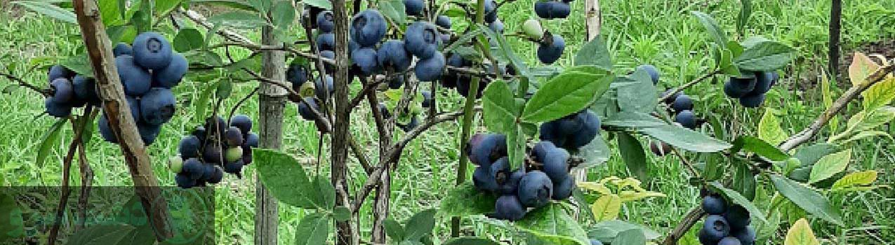 درخت بلوبری در چه مناطقی رشد میکند