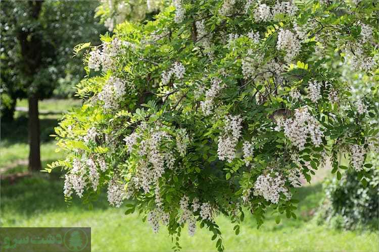 بهترین درخت برای سایه در ایران