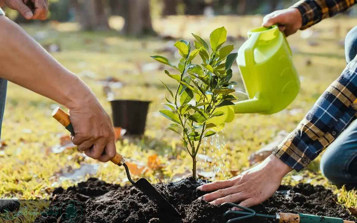 کوددهی نهال تازه کاشته شده