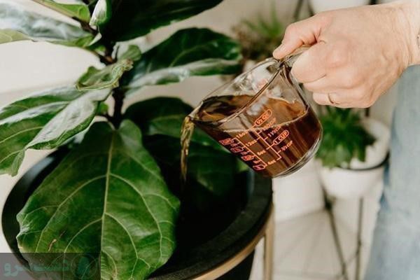 زمان مصرف کود گوگرد مایع