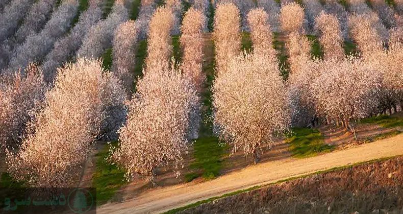 بهترین نهال بادام برای مناطق سردسیر