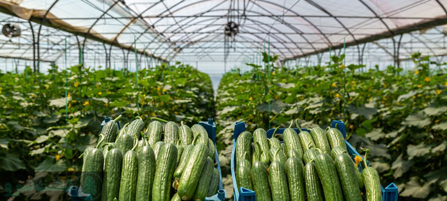میزان تولید خیار گلخانه ای در 1000 متر