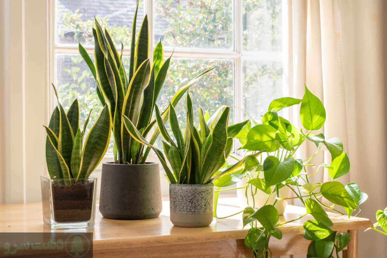 بهترین کود برای پا جوش زدن سانسوریا