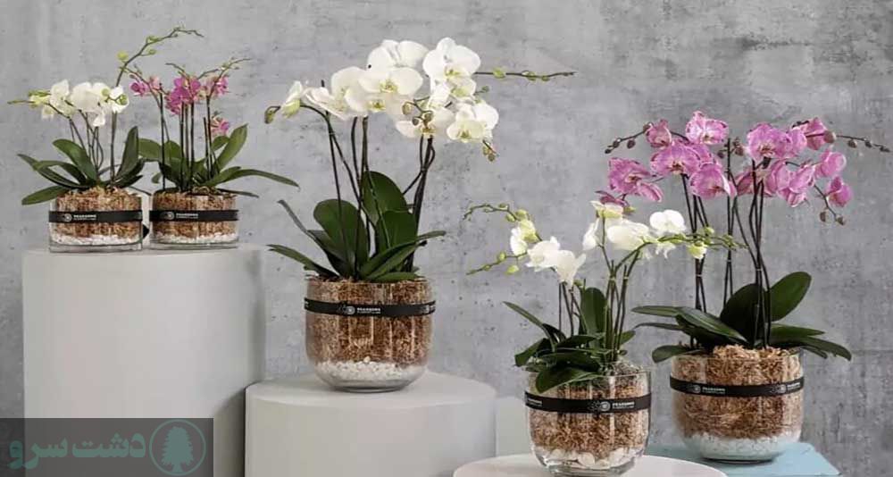 پرورش گل ارکیده در خانه