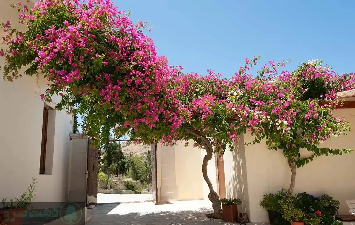 گیاهان رونده همیشه سبز مقاوم به گرما