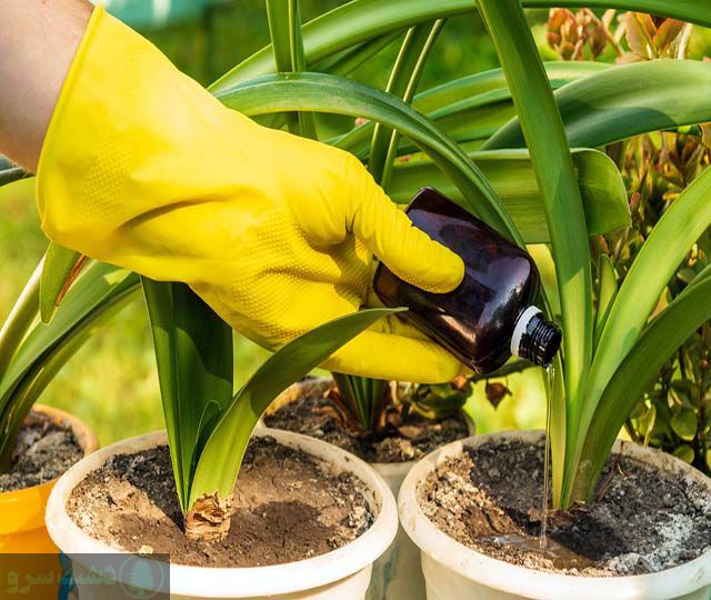 مقدار مصرف هیومیک اسید برای گیاهان آپارتمانی