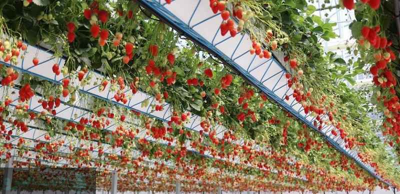 نحوه کاشت توت فرنگی در زمین کشاورزی