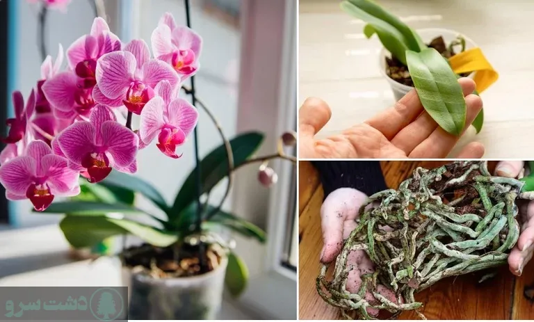 پرورش گل ارکیده در خانه