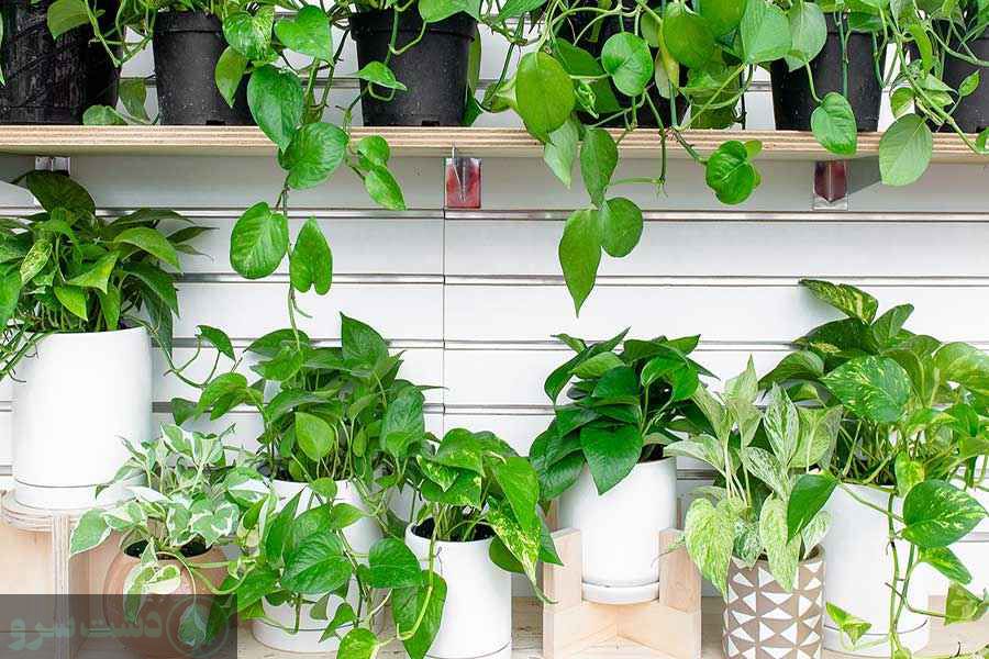 بهترین درخت برای سایه در ایران