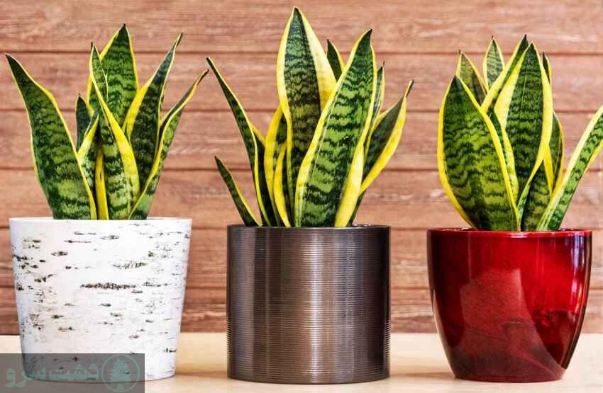 بهترین درخت برای سایه در ایران