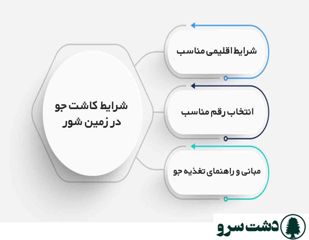 کاشت جو در زمین شور