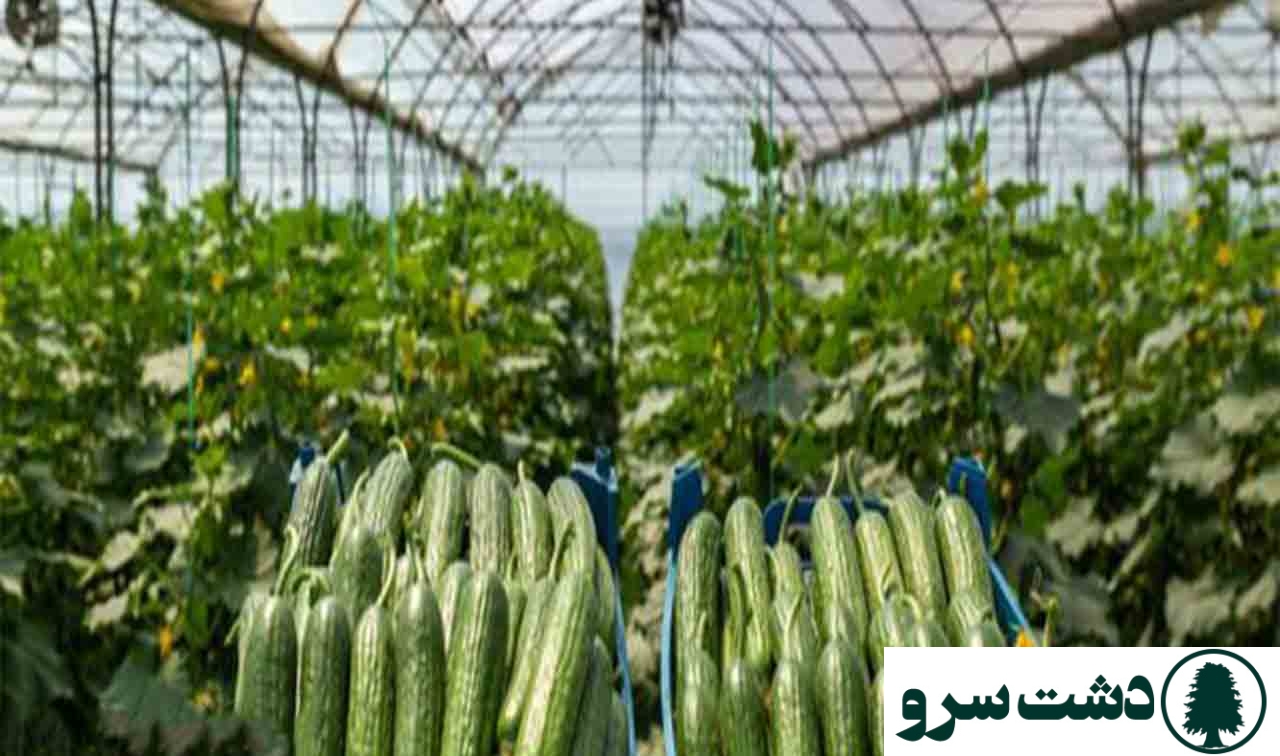 میزان تولید خیار گلخانه ای در 1000 متر