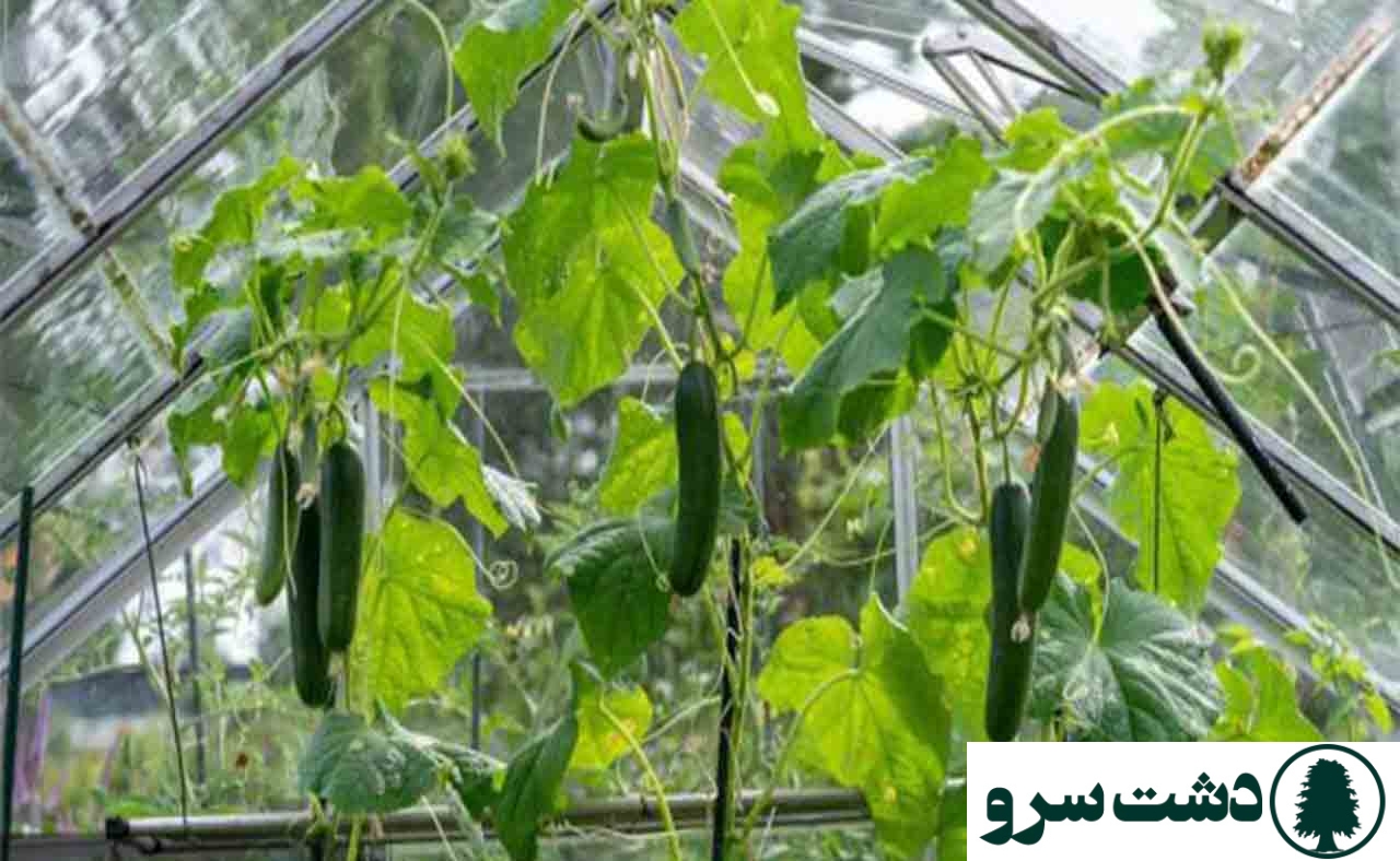 میزان تولید خیار گلخانه ای در 1000 متر