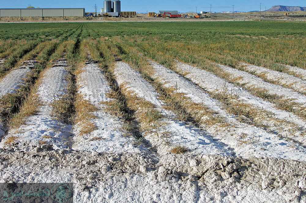 کاشت سبزیجات با آب شور