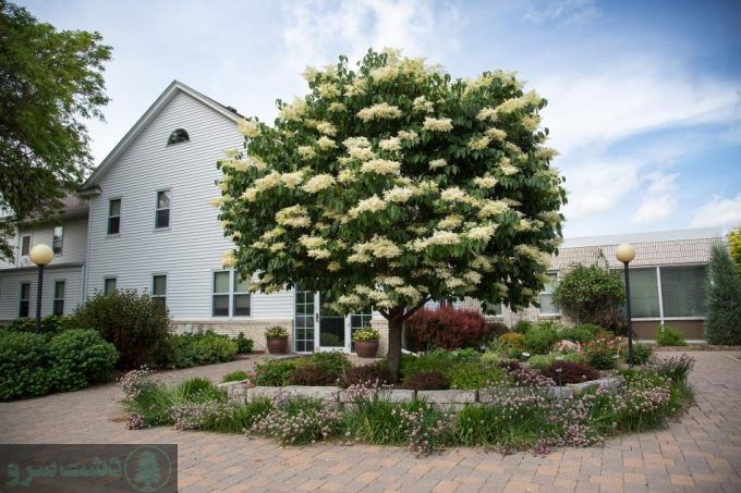 بهترین درخت برای باغ ویلا