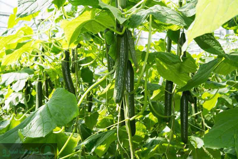 صفر تا صد کشت خیار گلخانه ای