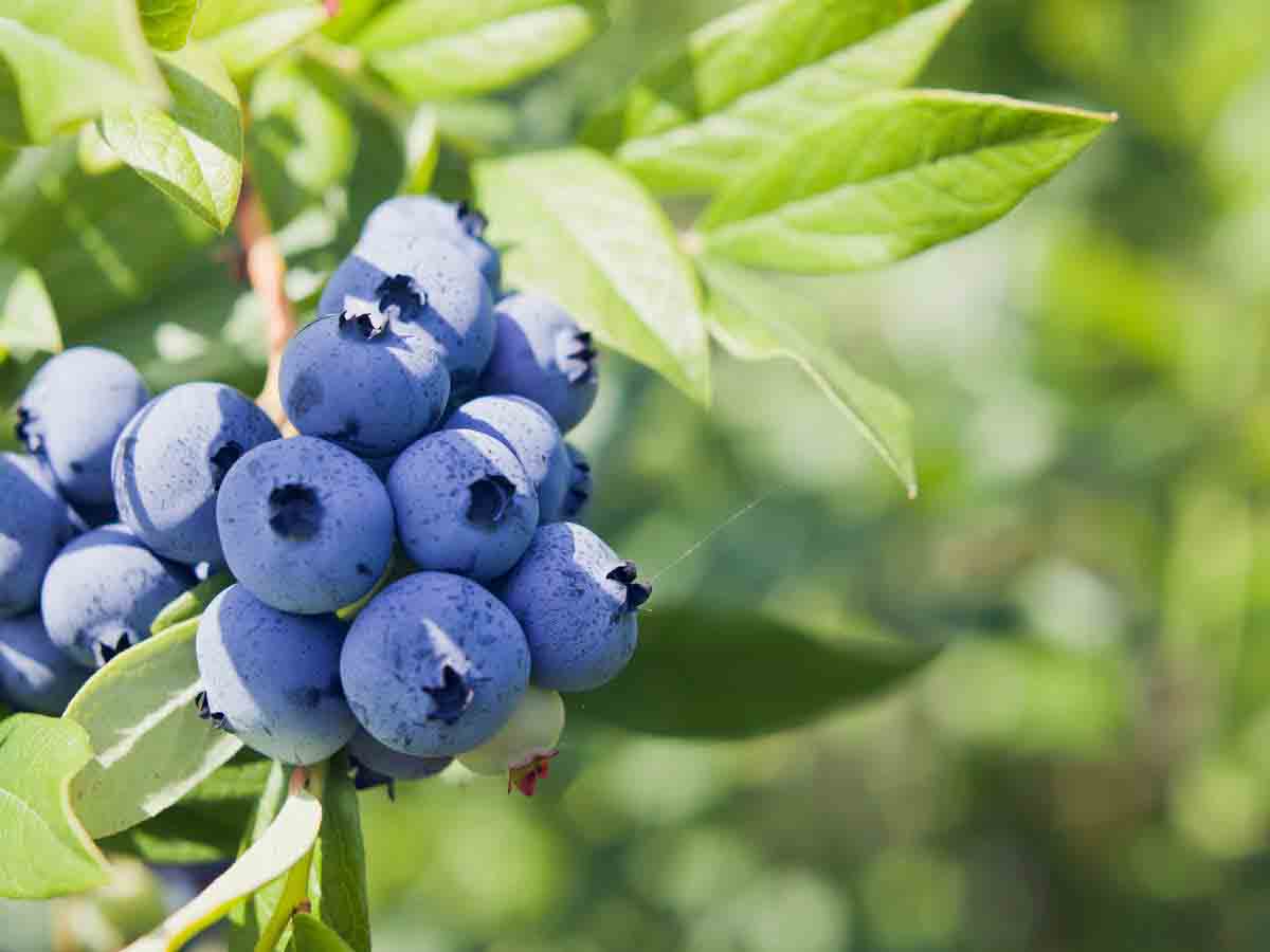 کاشت بلوبری در مناطق سردسیر