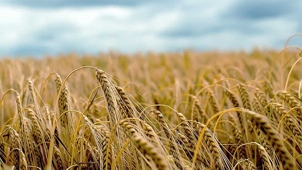 کاشت جو در زمین شور