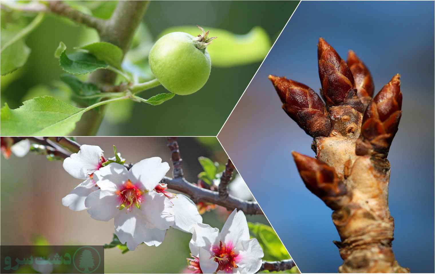 زمان محلول پاشی فروت ست