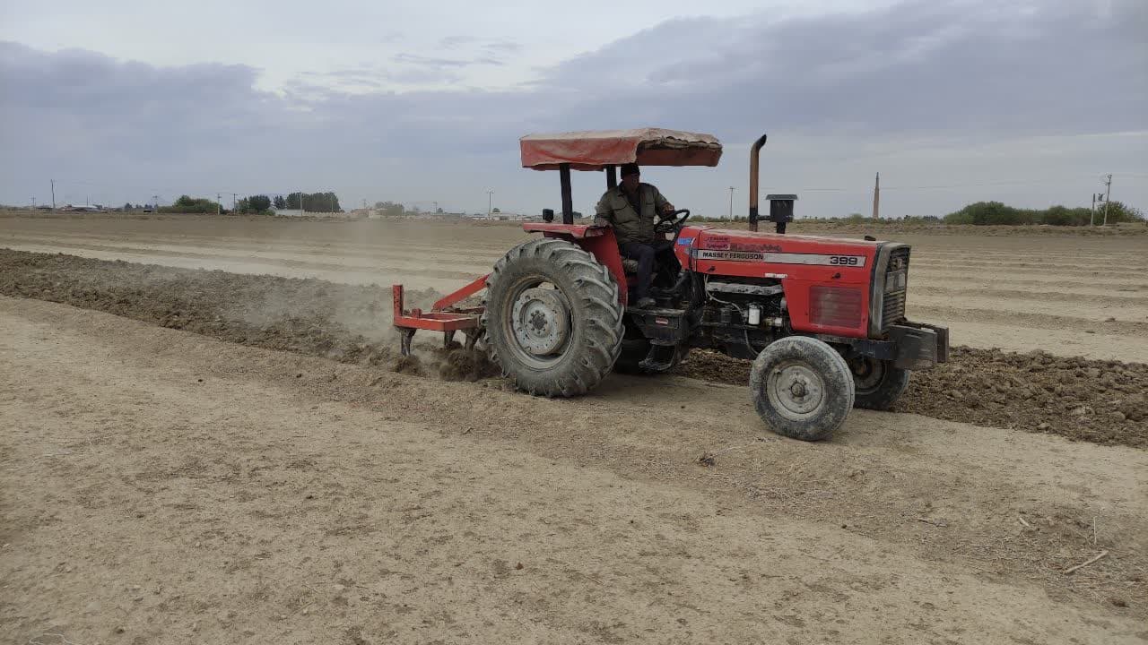 کاشت جو در زمین شور