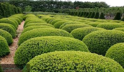 نحوه نگهداری گل شمشاد