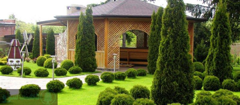 بهترین درخت برای باغ ویلا