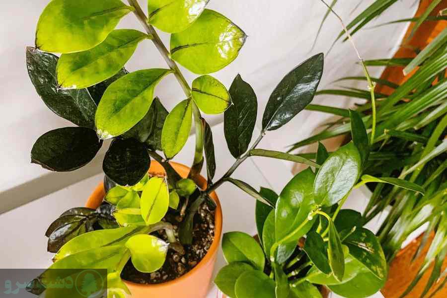 علت زرد شدن برگ زاموفیلیا و درمان آن