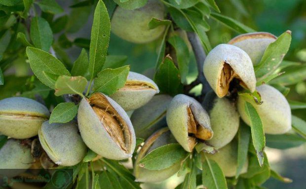 بهترین نهال بادام برای مناطق سردسیر