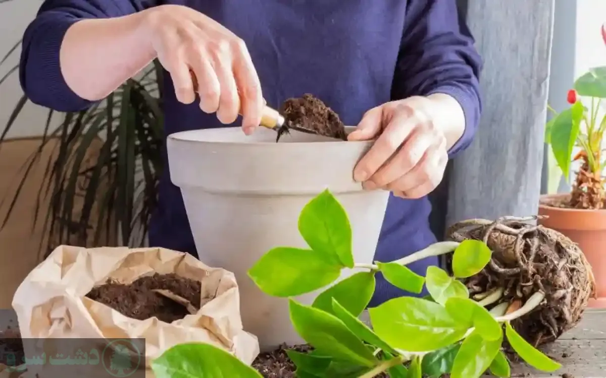 برای رشد گل چی خوبه