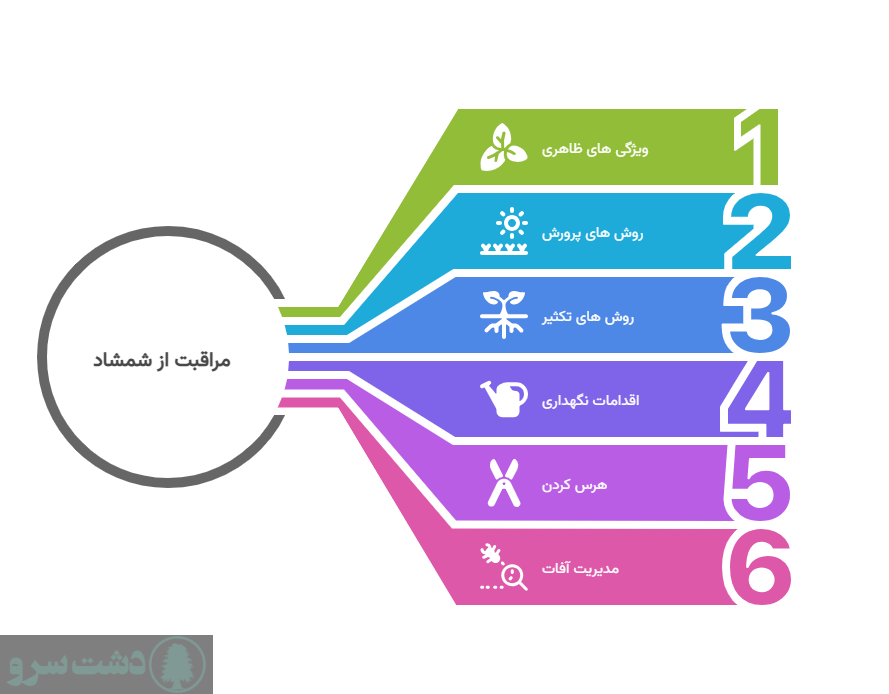 نحوه نگهداری گل شمشاد