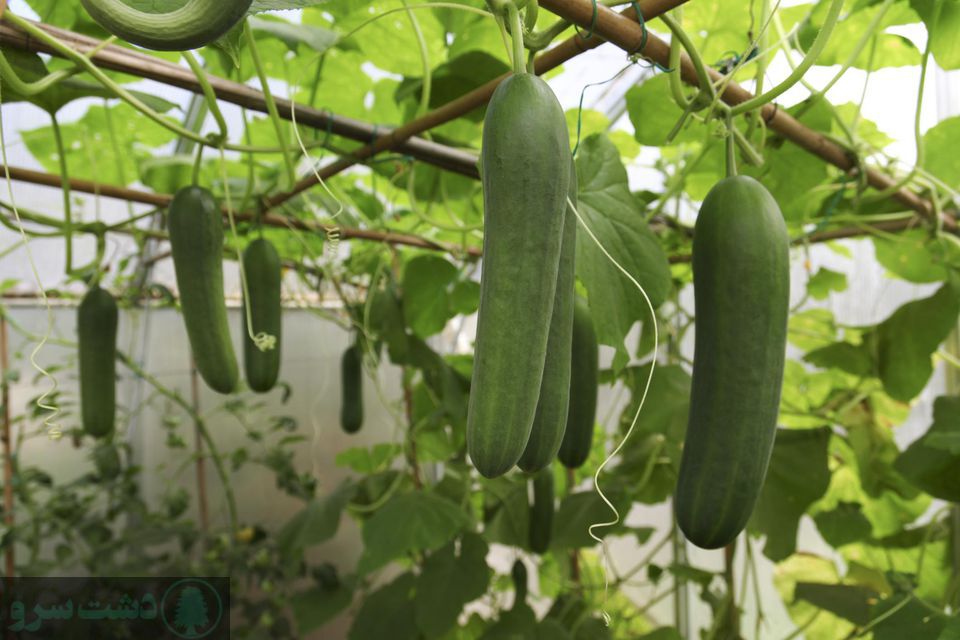 صفر تا صد کشت خیار گلخانه ای