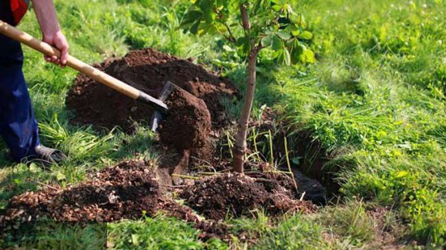 زمان مصرف کود گوگرد مایع