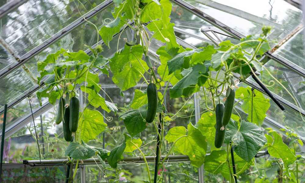 میزان تولید خیار گلخانه ای در 1000 متر