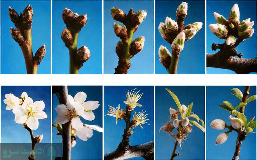 زمان محلول پاشی فروت ست